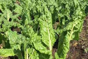 MQ Farms from Kenya